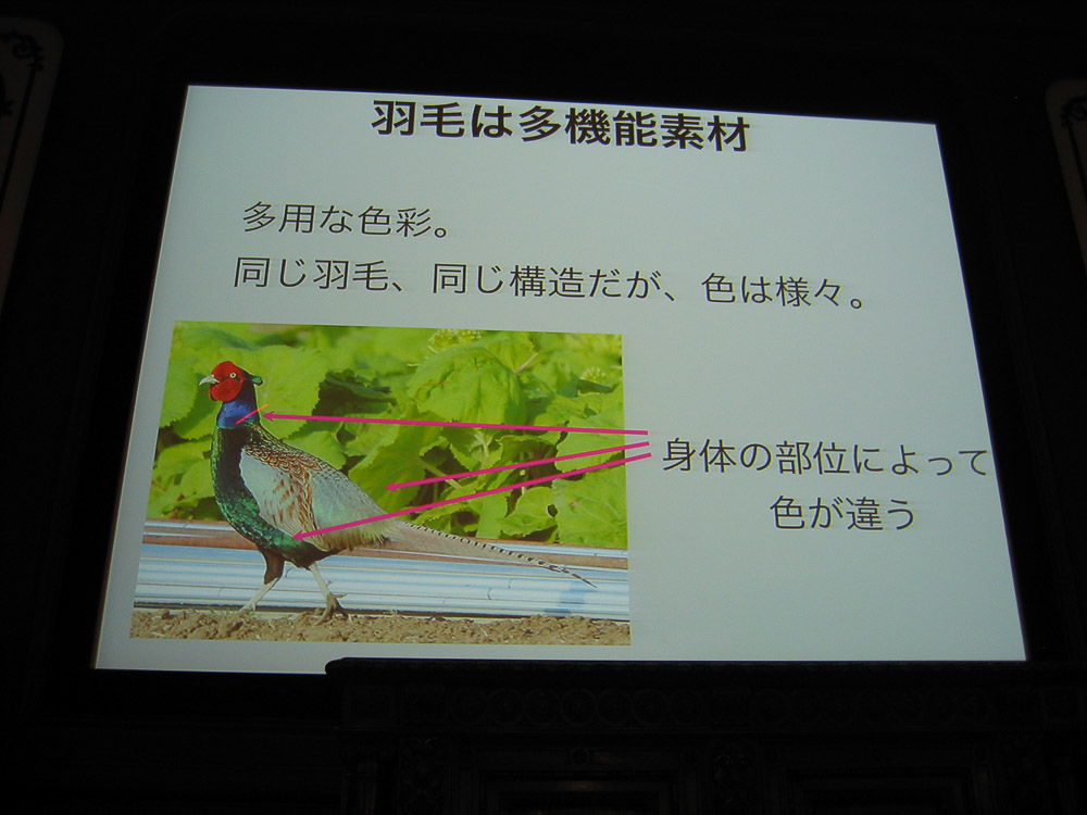 企画展 レポート 生き物に学び、くらしに活かす ―博物館と