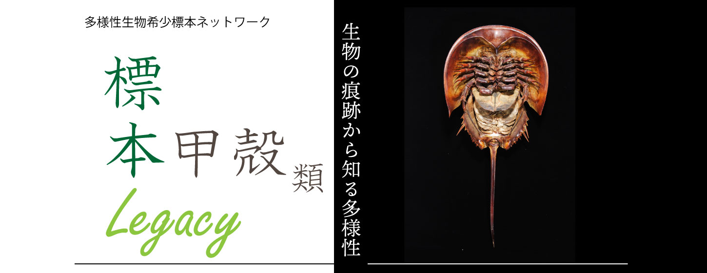 レガシーバナー 5