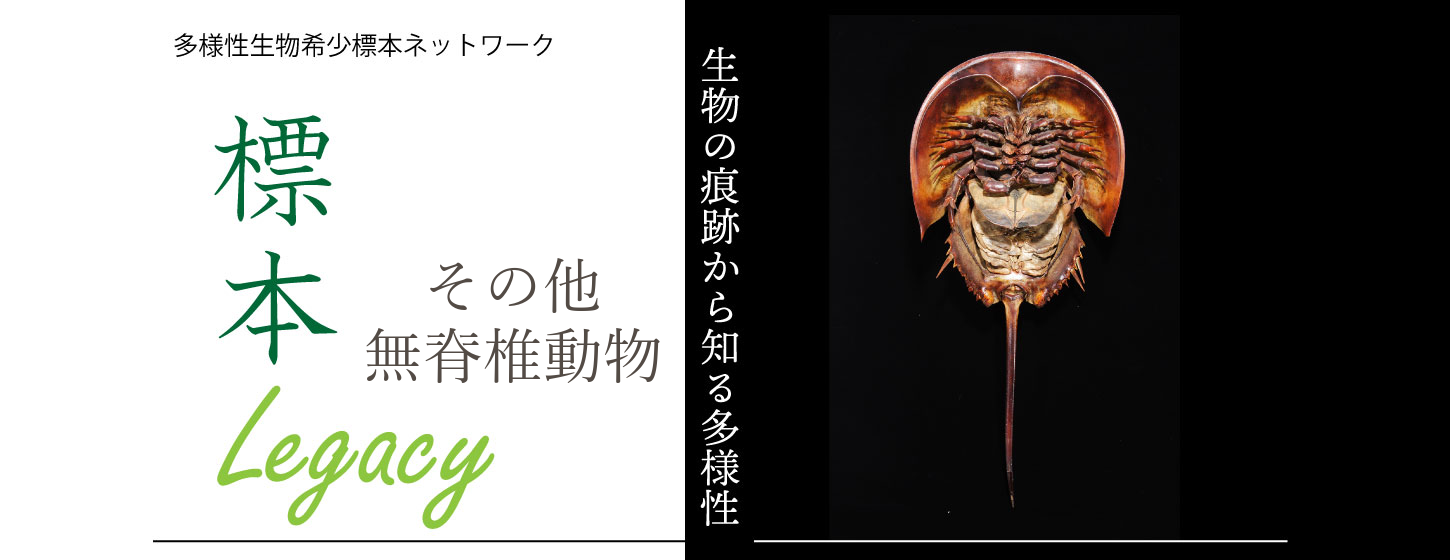 レガシーバナー 5