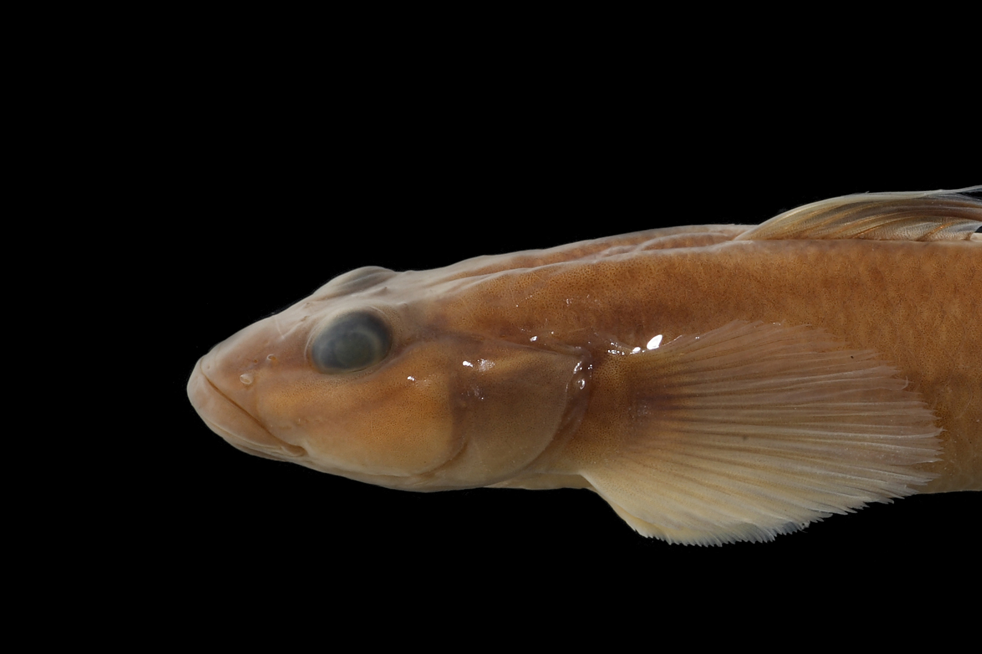 オガサワラヨシノボリ | 【標本ナビ】多様性生物希少標本ネットワーク