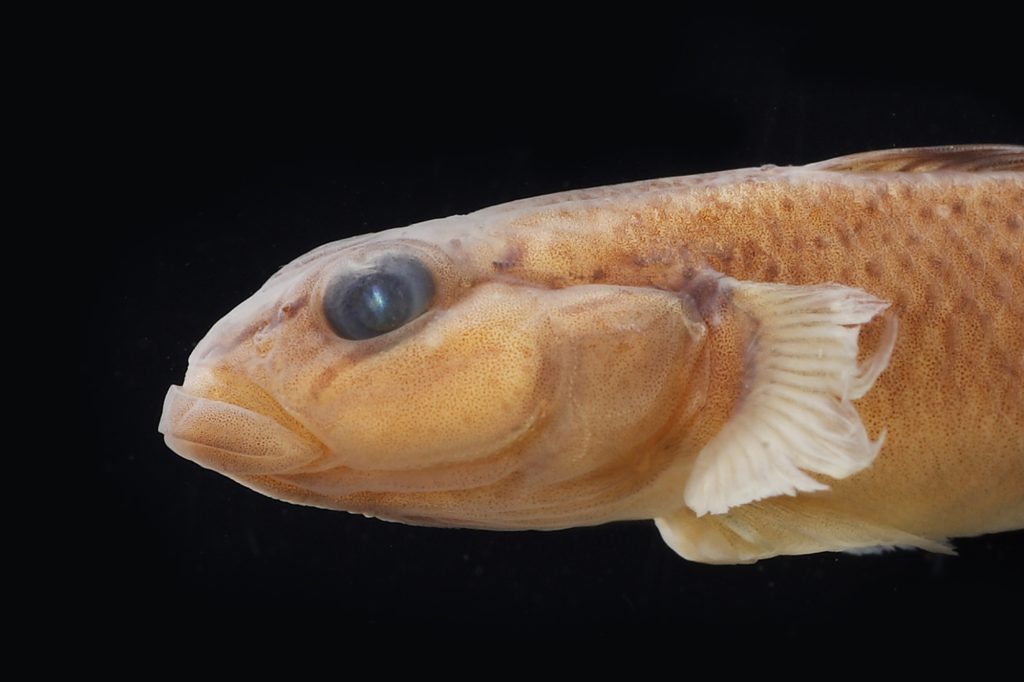 絶滅・絶滅危惧種 魚類 | 【標本ナビ】多様性生物希少標本ネットワーク