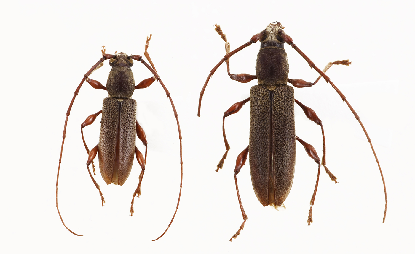 希少なオス　レモネイトゲウスバカミキリ　標本 オガサワラトビイロカミキリ | 【標本ナビ】多様性生物希少標本