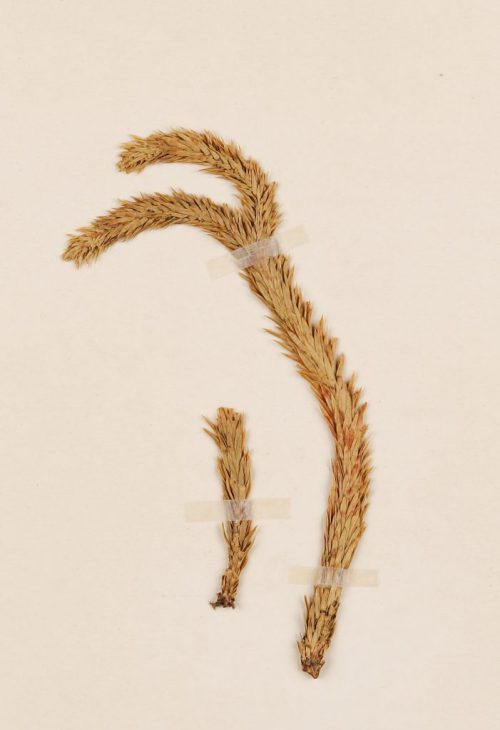 シダ植物・ヒカゲノカズラ科 コウヨウザンカズラ　学名 　Lycopodium cunninghamiodes 　採取地　鹿児島県　 採取年月日　1966年4月3日　　サイズ　　全長　左　6cm　右　20cm 国立科学博物館　植物研究部　　収蔵標本