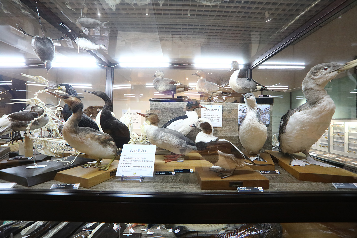 38_0A6A1411 「もぐるカモ」「もぐらないカモ」の比較展示