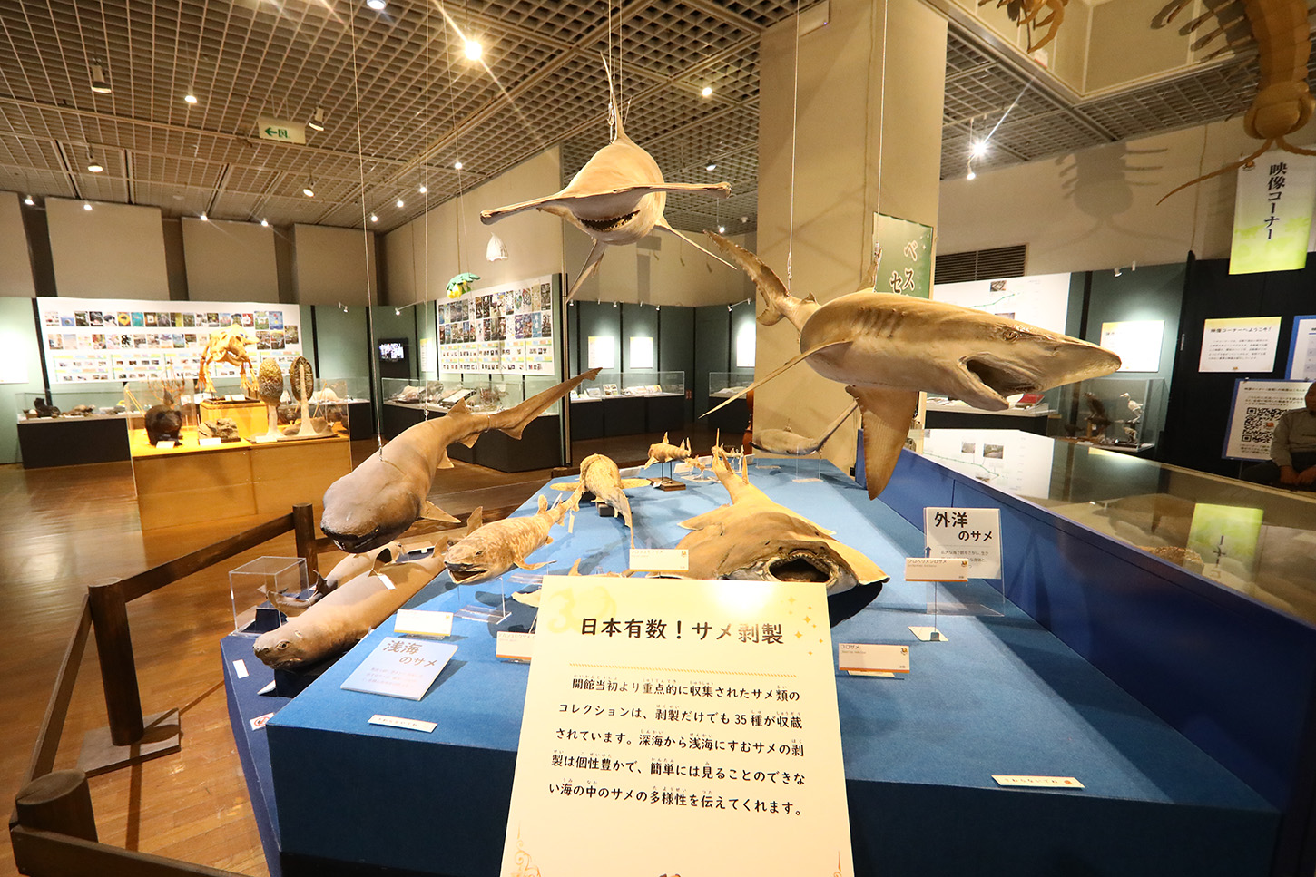 66_0A6A1346 クロヘリメジロザメ (左) 外洋、内洋のサメの標本が並ぶ