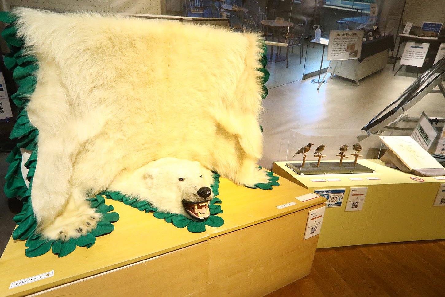 75_0A6A1253 ホッキョククマ毛皮もさわることができる
