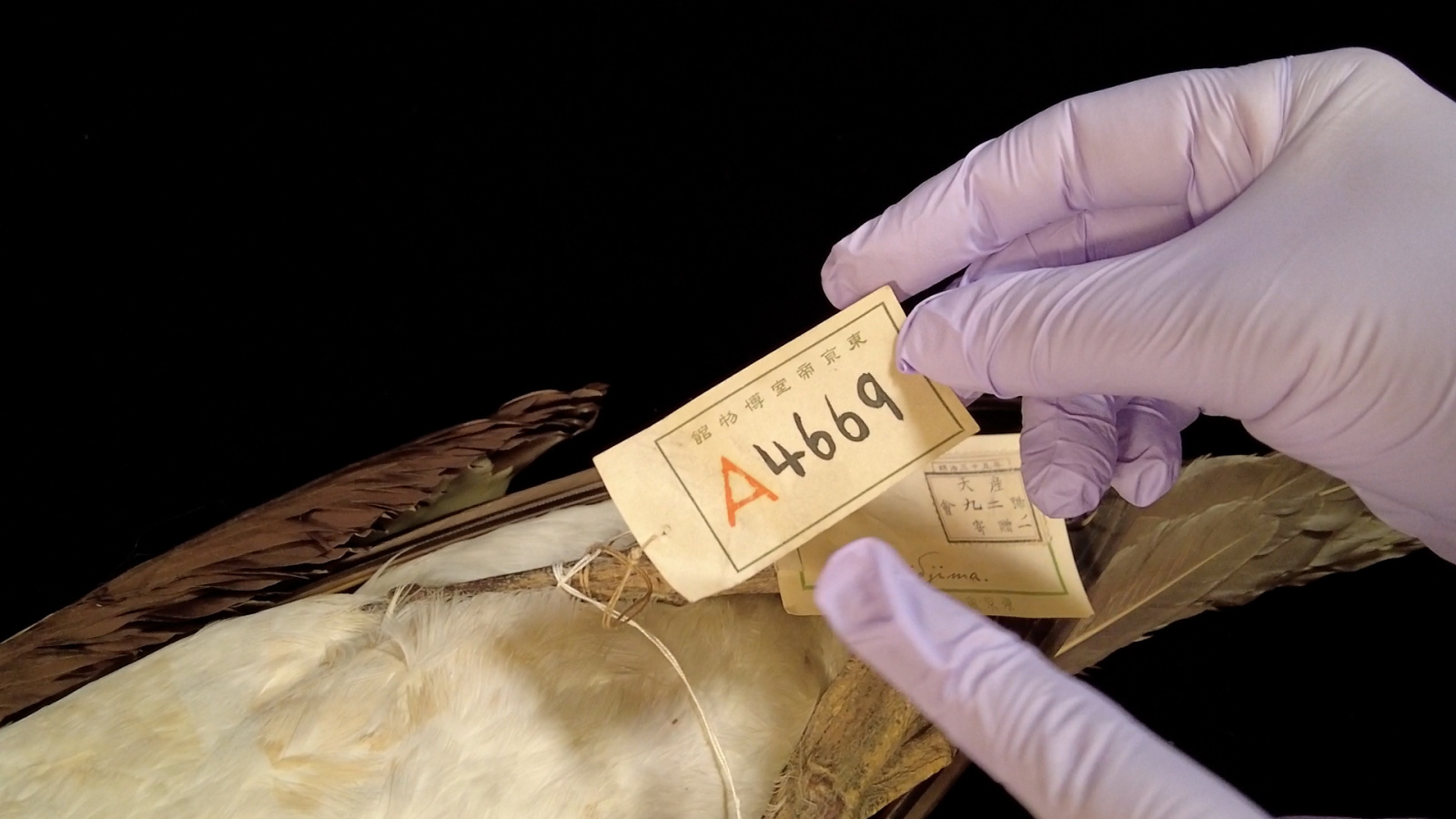 東京帝室博物館の標本台帳の番号が記載されたラベル