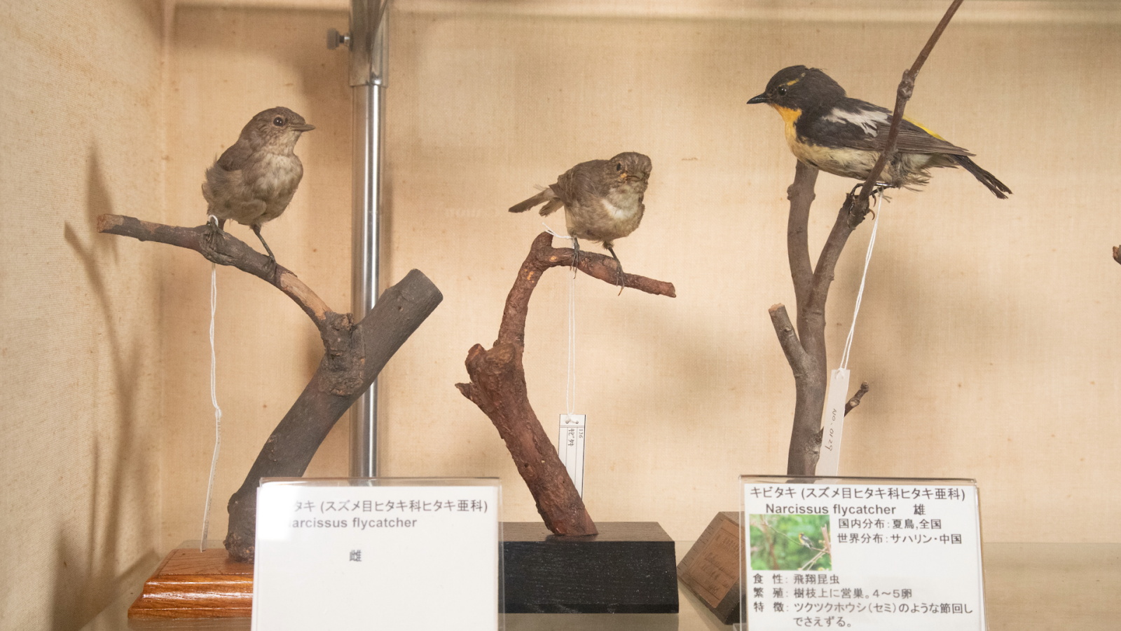 山階宮邸で採集されたキビタキの標本