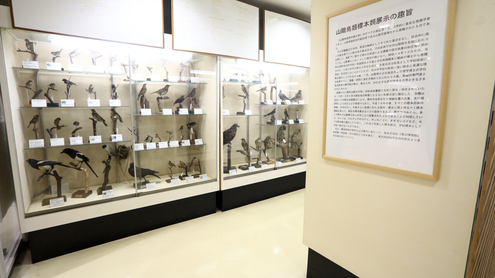市川学園内にある山階鳥類標本展示室