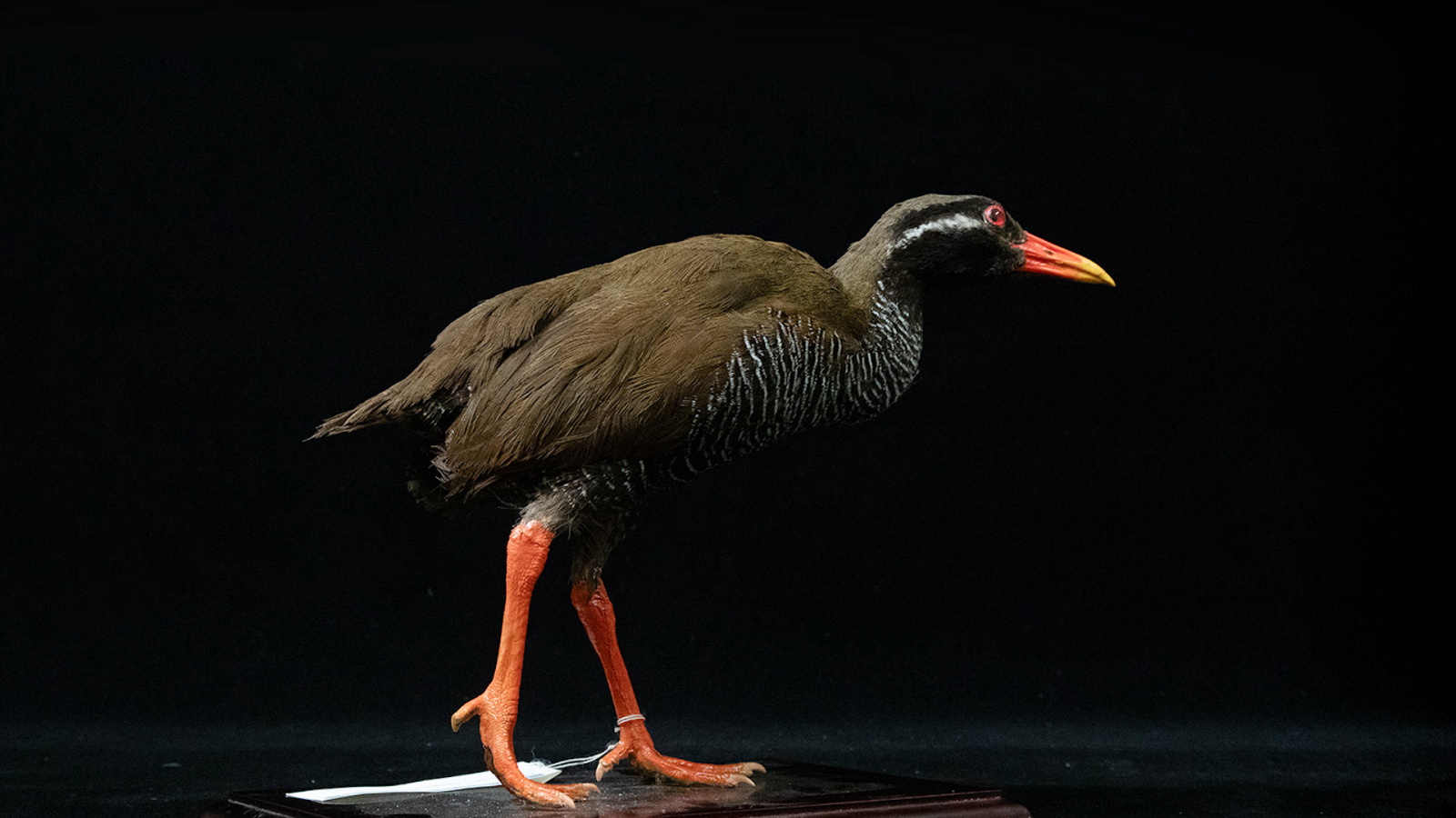 ヤンバルクイナ本剥製標本