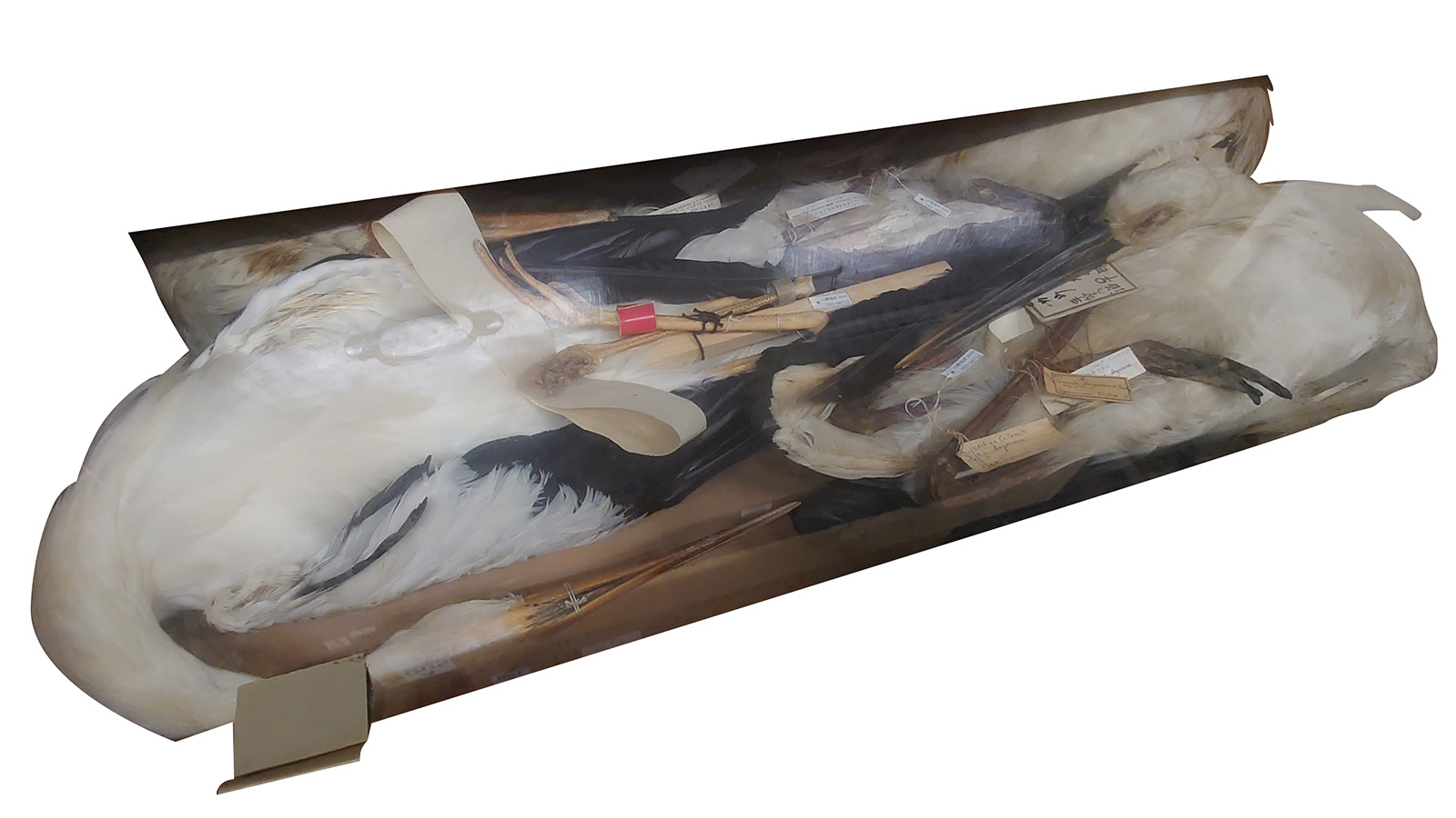 手賀沼で採集されたコウノトリの仮剥製