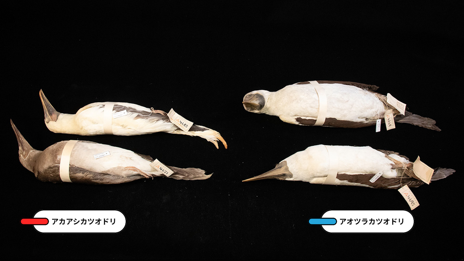 情報が復元された標本