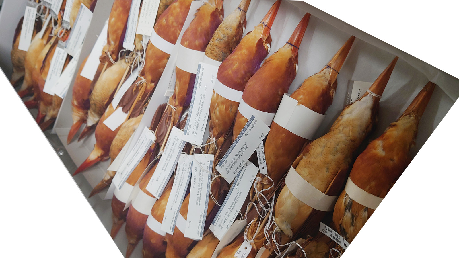 リュウキュウアカショウビン