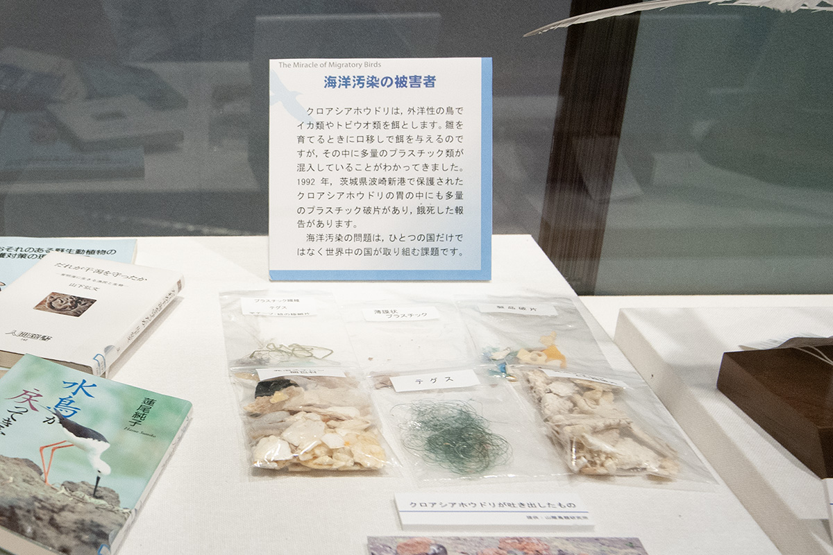 海洋汚染による多量のプラスチックなどが鳥の胃の中に